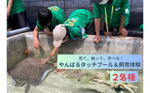 海のプロが解説！ 海のいきもの えさやり＆ふれあい体験