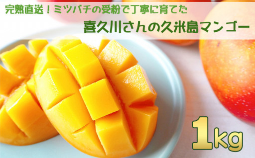 完熟直送！喜久川さんの久米島マンゴー1kg 
