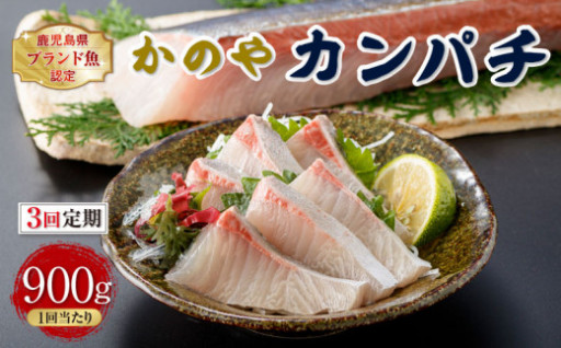 【3回定期】カンパチ 合計 900g 半身刺身鹿児島県認定ブランド魚「かのやカンパチ」