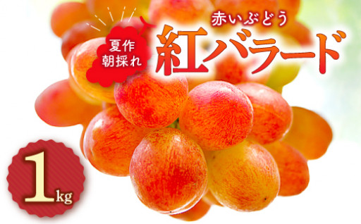 紅色が輝く＊紅バラード 1㎏