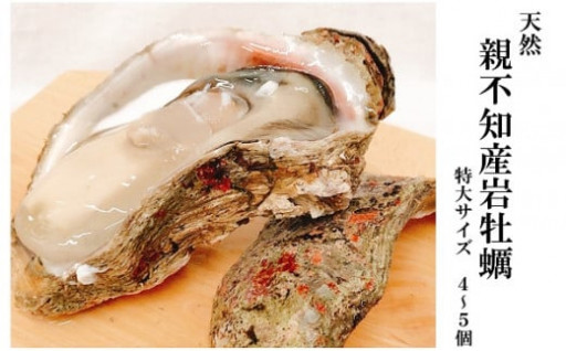 【食べられるのは夏だけ！】親不知産　天然岩牡蠣（生食用）　大サイズ4個以上