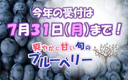 環境配慮型洗剤緑の魔女バス420ml×24本セット＜沖縄配送可能