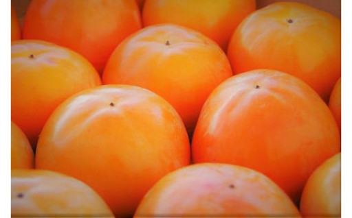 【先行受付】甘くておいしい岐阜の柿「富有柿」2L×12個、3L×10個、4L×9個