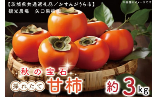 【期間限定】秋の宝石。採れたての甘柿3kg【茨城県共通返礼品／かすみがうら市】