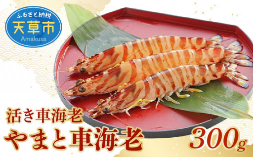 【先行予約】活き車海老「やまと車海老」300g🦐✨