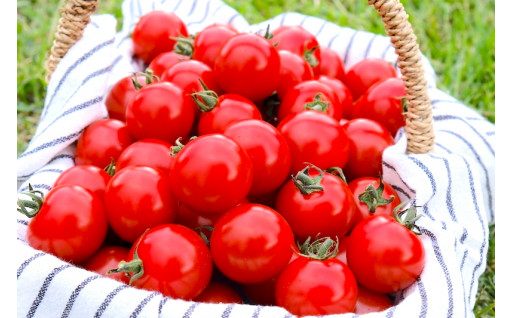 【長野県白馬村】トマトを作って30年の農家の自慢の一品、ジューシーなミニトマト3kg