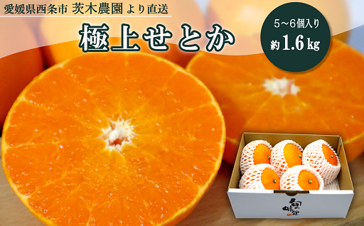 毎年人気！茨木農園の「極上せとか」柑橘の大トロ！