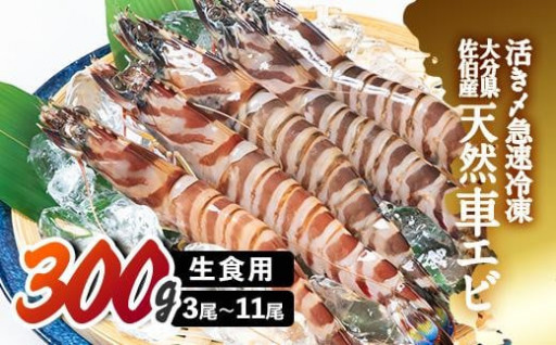 天然 活き車エビ 生食用 (計300g)