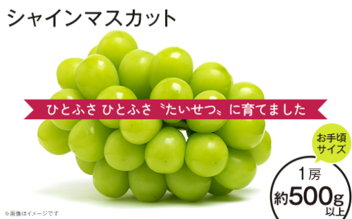 ✨ひとふさ ひとふさ〝たいせつ〟に育てました😋