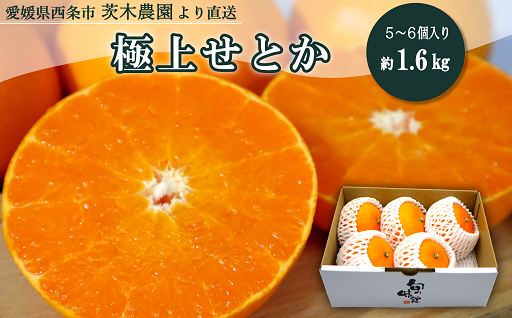 【先行予約】茨木農園の「極上せとか」約1.6kg（5～6個入り）［2024年2月下旬～3月発送］せとか 先行予約 みかん 西条市 愛媛