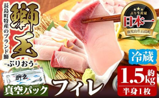 テレビで紹介されました！長島町特産「鰤王」フィレ(約1.5kg・フィレ1枚)