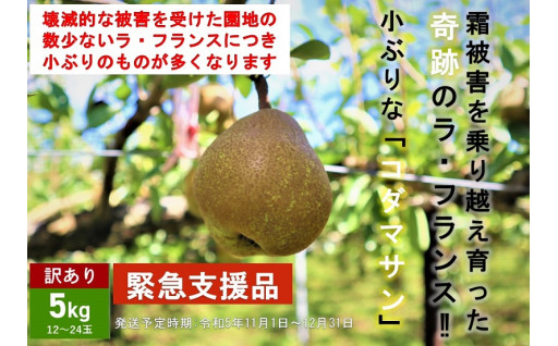 【訳あり】奇跡のラ・フランス「コダマサン」！！