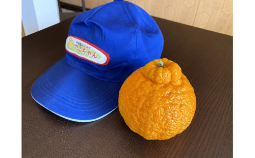 今年も人気です！吉野川市のデコポン(不知火)♪