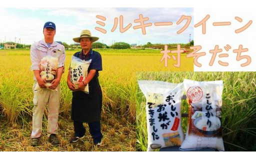 特別栽培米 令和５年度産新米 コシヒカリ10kg ×  ミルキークイーン10kg 食べ比べセット