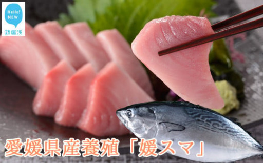 全身トロの高級養殖魚 まるごと媛スマ１尾  冷蔵