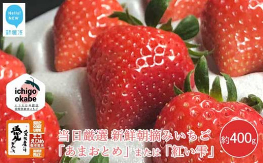 先行予約 あまおとめまたは紅い雫 厳選朝採れ！