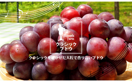 【先行予約スタート！】クラシックぶどう【3種セット】約３kg