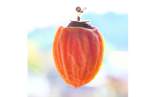【テレビ放映で人気上昇中！】山梨県名産の甲州百目柿を取り扱っています！