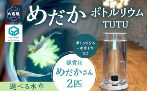 めだかボトルリウム-TUTU- 【水草(ウォーターコインまたはミリオフィラム)】