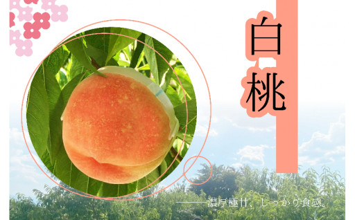 日本の桃源郷から新鮮な桃をお届け🍑