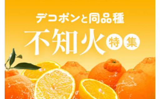 津奈木町の柑橘特集