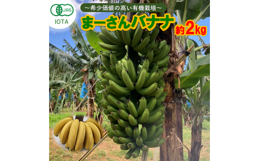 「希少価値の高い有機栽培」やんばる東村産まーさんバナナ（約2kg） 2024年6月頃発送開始予定