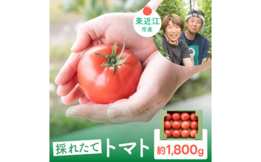【今がかなり美味しい時期✨】東近江市産トマト 1.8kg
