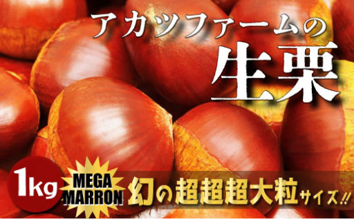 【先行予約】アカツファ－ムの生栗 超特大 4L以上 メガマロン 1kg