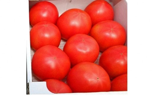 白岡の甘熟トマト 『白岡の太陽』