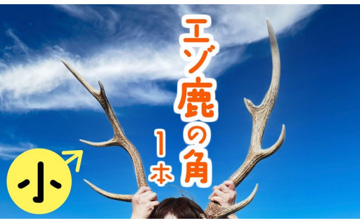 北海道苫前町の山中で採れた鹿の角です！