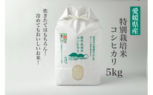 令和5年産 愛媛県産 特別栽培米コシヒカリ5kg【えひめの町（超）推し！（鬼北町）】(393)