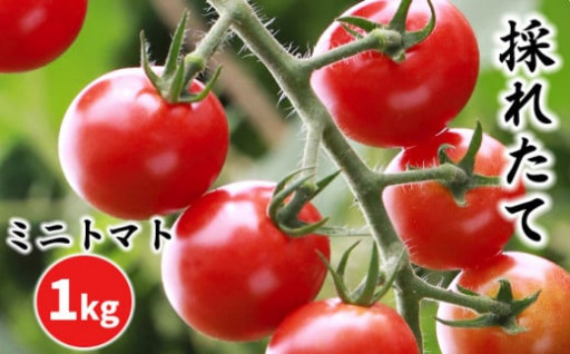 八幡平の大自然で育った真っ赤なミニトマト！