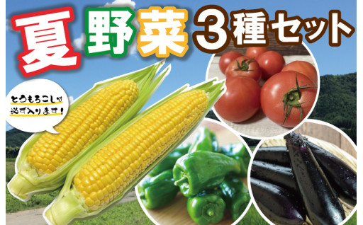 【NEW返礼品☆】北山さんちの夏野菜 3種 セット