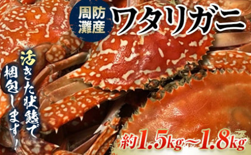 【期間・数量限定】活きたまま発送！周防灘産ワタリガニ　約1.5kg～1.8kg