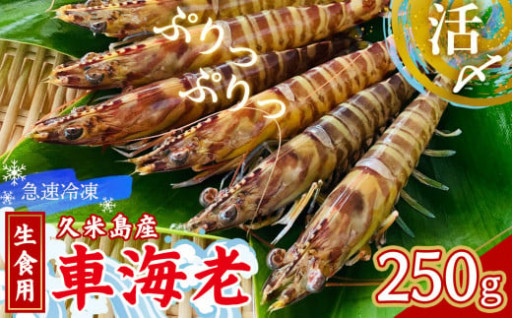 【久米島漁協】活〆冷凍車海老　生食用250g