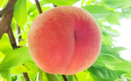 豊かな自然で、園主が愛情を注ぎ込んだ桃（赤桃） 2kg