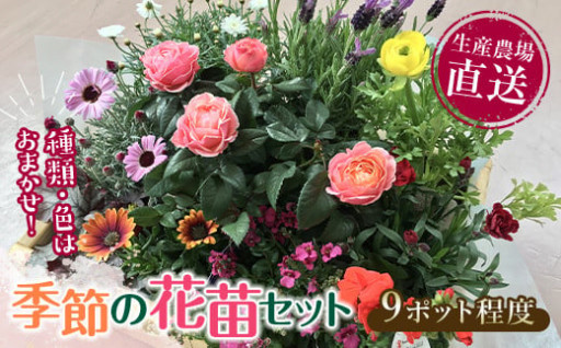 生産農場直送！季節の花苗セット 　9ポット程度 