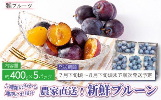 【栄養満点のサマーフルーツ】生食プルーンをぜひ味わってほしい！