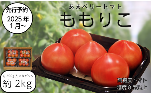 【先行予約】ももりこトマト 約2kg(約250g×8パック)　