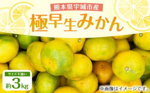 宇城市産 極早生みかん 約3kg 【髙橋果樹園】【2024年9月上旬から9月下旬発送予定】