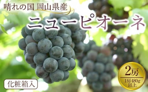 【先行予約】岡山県産 ニューピオーネ 2房（1房480g以上）約1kg 化粧箱入り