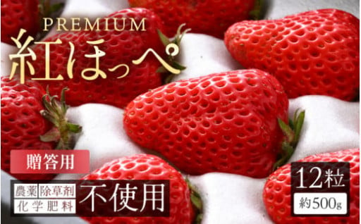 【農薬化学肥料不使用✨】安心安全🍓高糖度で甘い！