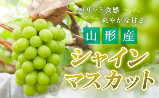 パリッと食感、爽やかな甘さ！山形産シャインマスカット