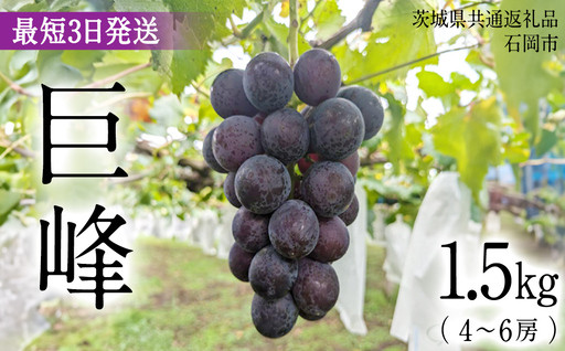 ＼最短3日発送／　巨峰 1.5kg ( 種あり ) ( 茨城県共通返礼品 石岡市 )