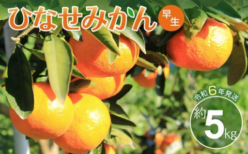 【おいしい時期にご配送】備前産の早生みかんが育ってきています🍊‼