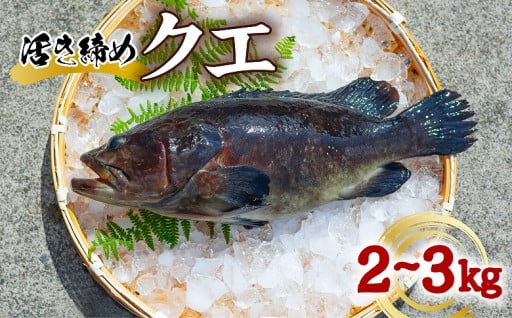 クエ 活き締め 2～3kg 本クエ