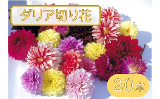 【10/10まで申込受付】川西町産　ダリア切花　20本