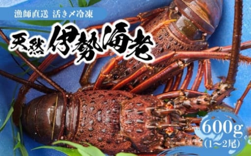 素潜り漁で獲った！！新鮮な天然伊勢海老をご紹介🦐