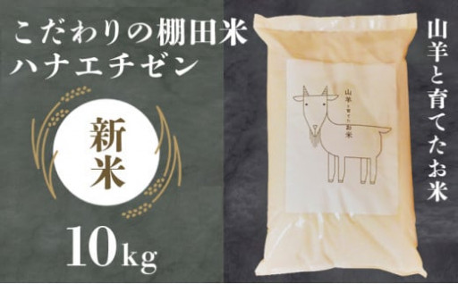 【令和6年産 新米】【1週間以内発送可】山羊と育てた こだわりの棚田米 ハナエチゼン 10kg ＜数量限定＞