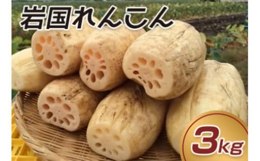 もっちりシャキシャキ！泥つき「岩国れんこん」🌟